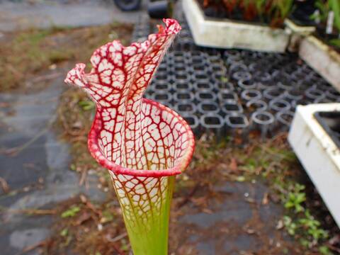 商品一覧 - Y's Exotics （山田食虫植物農園）