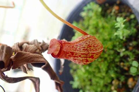 ゆうゆうネペンテス・ミランダ Nepenthes（ネペンテス/ウツボカズラ）の商品一覧 | Y's Exotics