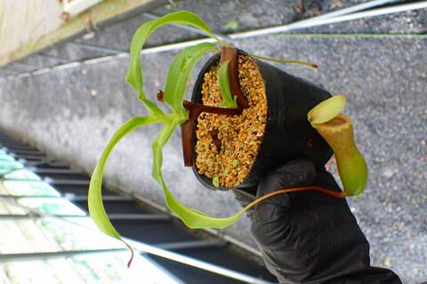 G903 5-3 N. ventricosa `seedling select' 山本