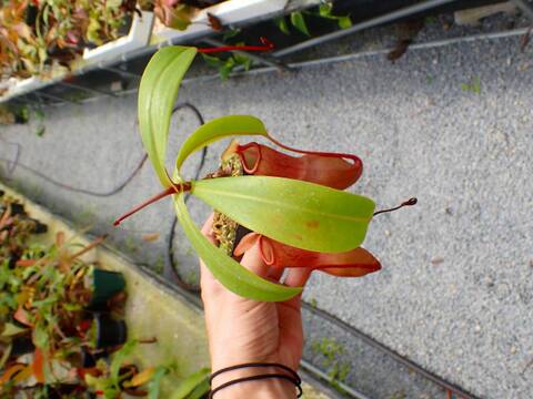 P836 5-3 N. (ventricosa x maxima) x (clipeata x ventricosa)