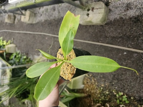 J556 3-3 N. alata Luzon stripe H.F.C 