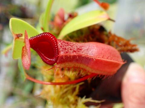 食虫植物　お知らせ用 湿度系植物追加！（食虫・サトイモ・ビカクシダなど） | オザキ