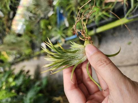 Tillandsia (ティランジア/エアープランツ）の商品一覧 | Y's Exotics （山田食虫植物農園）