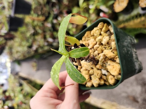 Y016 1-3 N. ventricosa seedling Select 山本