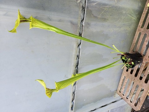 Y's Exotics （山田食虫植物農園）
