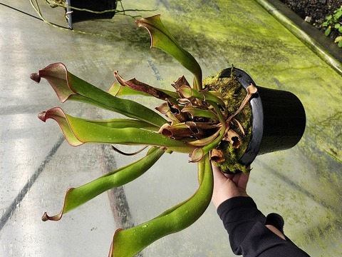 Heliamphora（ヘリアンフォラ）の商品一覧 | Y's Exotics （山田