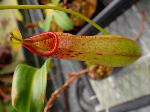 J542 5-3 N. burkei x truncata EP