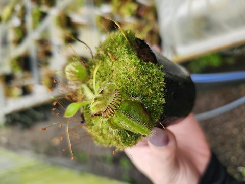 Cephalotus follicularis （セファロタス/フクロノユキノシタ