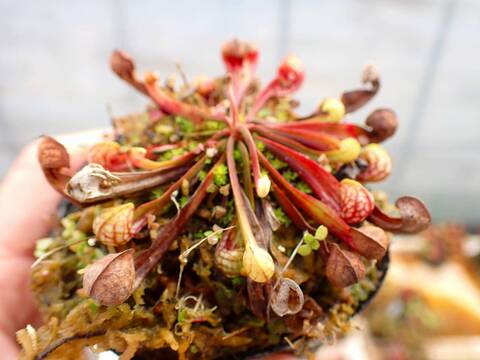 G138 4-1 S. psittacina GS