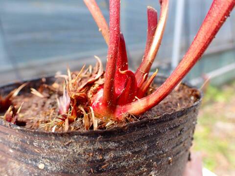 R466 S. flava x S. leucophylla CP