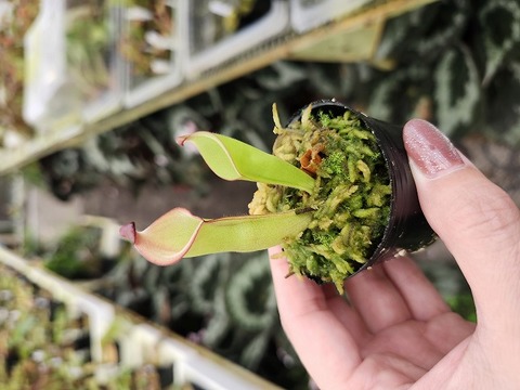 ヘリアンフォラ　シリアタ　heliamphora 食虫植物 Heliamphora(ヘリアンフォラ)栽培方法 - Y's Exotics(食虫植物農園)