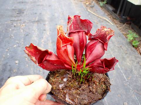 P108 S. purpurea ssp. venosa (伊勢花菖蒲園選別丸形株 No.16) MS