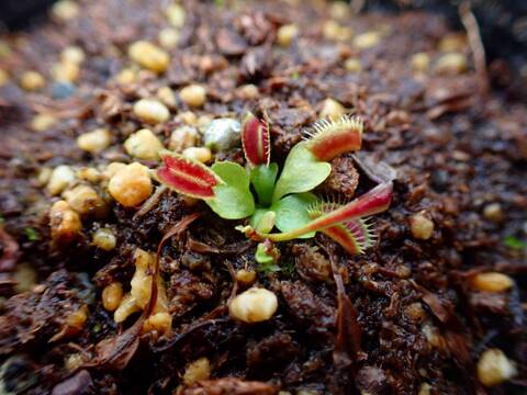 J590 5-2 Dionaea muscipula `BCP classic Art' [BCP #2083] BCP