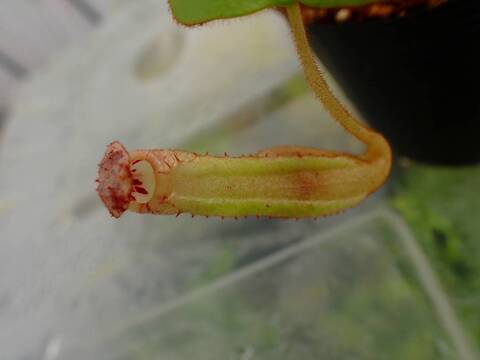 E618 5-1  [YA-170] N. clipeata Nep Gardner Y's Lab