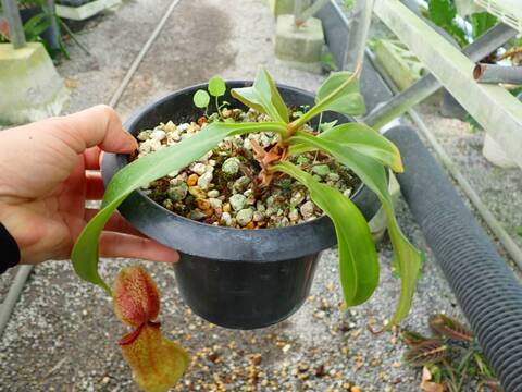Y478 3-1 N. alata (t) giant x Luzon ♂ EP