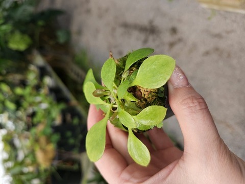 Y138 3-1 [YA-30] Cephalotus follicu;laris Y's Lab 