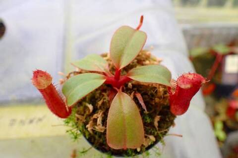 teatネペン Nepenthes（ネペンテス/ウツボカズラ）の商品一覧 | Y's Exotics