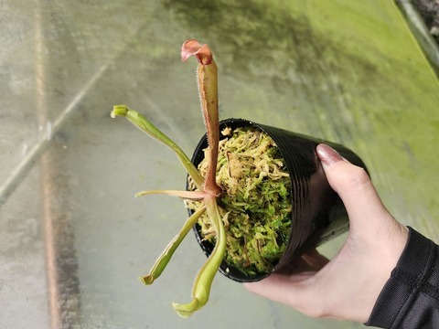 商品一覧 - Y's Exotics （山田食虫植物農園）