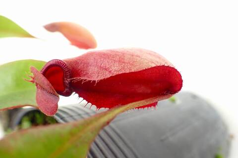 食虫植物　お知らせ用 74859-1.jpg