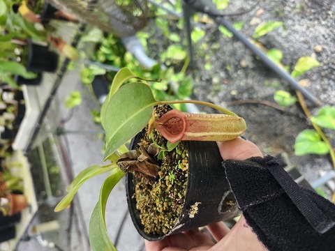 商品一覧 | Y's Exotics （山田食虫植物農園）