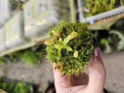 特別販売ページ！現品写真付！の商品一覧 | Y's Exotics （山田