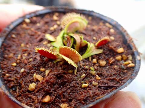 Y249 4-1 Dionaea muscipula 鈴木系 実生