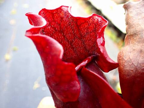 商品一覧 - Y's Exotics （山田食虫植物農園）