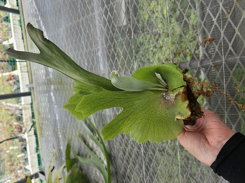 商品一覧 - Y's Exotics （山田食虫植物農園）