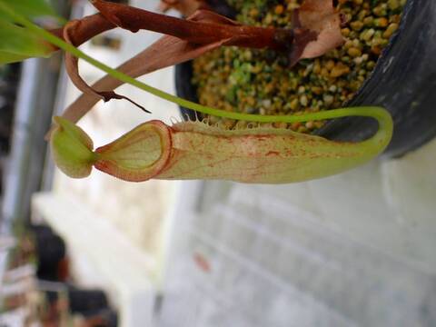 Y338 3-2 N. `Ile de France' Y's