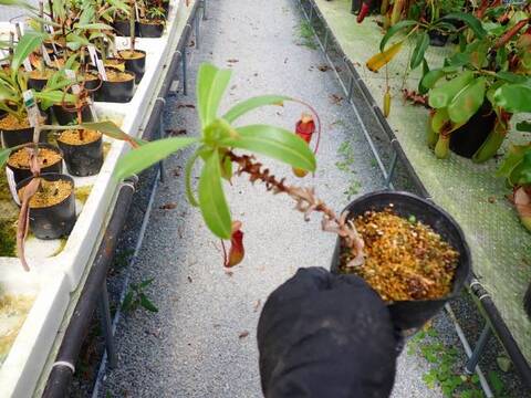 G075 5-3 N. ventricosa-red seedling Y's