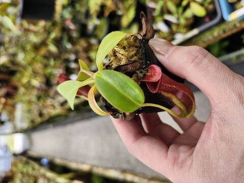 商品一覧 | Y's Exotics （山田食虫植物農園）