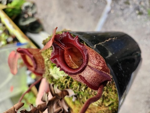 商品一覧 - Y's Exotics （山田食虫植物農園）