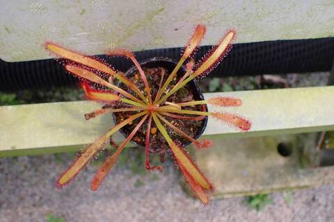 tarou　3種　ガメラG2 2種とドロセラ　種子30個 tarou 3種 ガメラG2 2種とドロセラ 種子30個 Drosera（ドロセラ