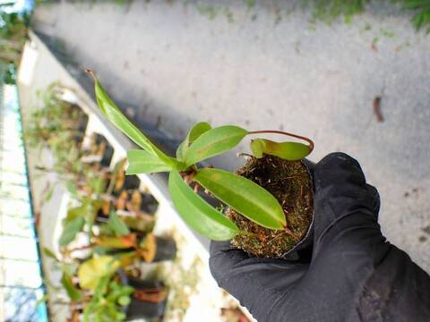 G138 5-3 N. ventricosa-red seedling Y's
