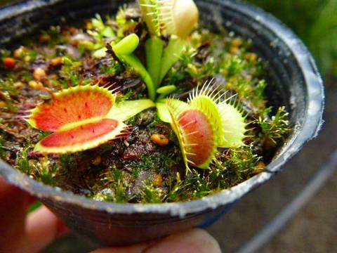 Dionaea ｍuscipula（ディオネア/ハエトリソウ）の商品一覧 | Y's Exotics （山田食虫植物農園）