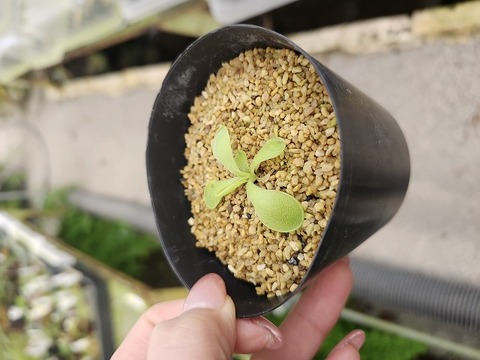 E531 1-2 P. hemiephiphytica [BCP ID# P434, P461] 