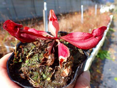 超特大 サカパネンシス 商品一覧 - Y's Exotics （山田食虫植物農園）