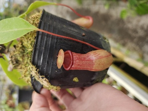 G529 1-2 N. ventricosa (j) x (ventricosa squat x ventricosa red)) EP