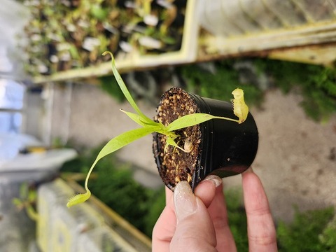 商品一覧 - Y's Exotics （山田食虫植物農園）