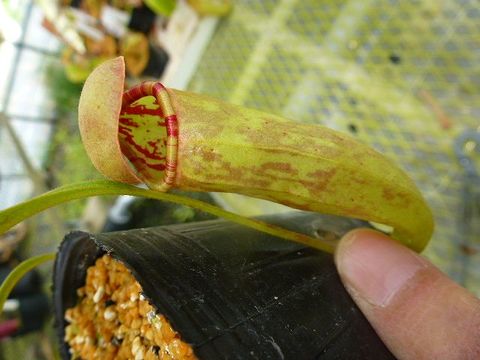 Nepenthes（ネペンテス/ウツボカズラ）の商品一覧 | Y's Exotics （山田食虫植物農園）