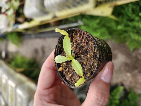 O628 1-3 N. rajah JH Y's Lab 