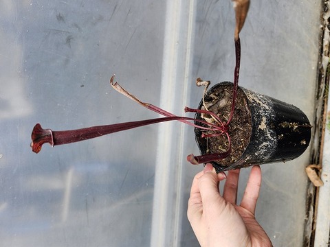 Y471 H26 S. flava var. red tube x alata all red MK