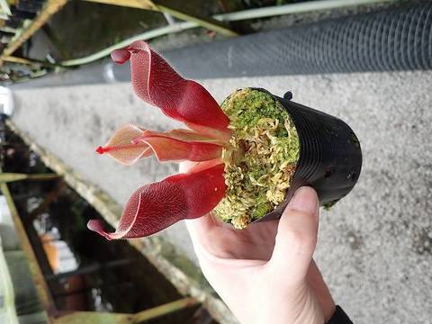 Heliamphora（ヘリアンフォラ）の商品一覧 | Y's Exotics （山田