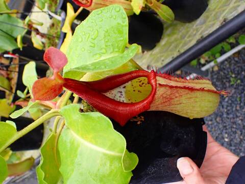 Y597 5-2 N. truncata red (Mt. Redondo, Dinagat Island) OF