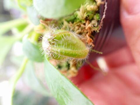 J543 3-1 [YA-30] Cephalotus follicularis Giant Y's Lab