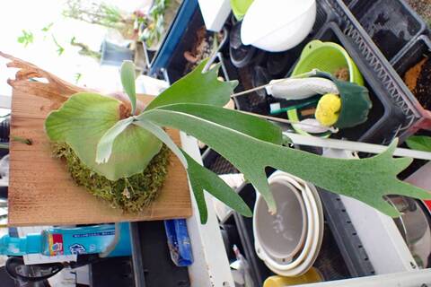 ビカクシダ son 🏴‍☠️ 極楽鳥× E-1 凄く青い @yone_yonex #willinckii #hillii