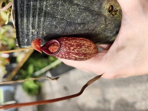E572 1-3 N. ventricosa x aristolochioides BE