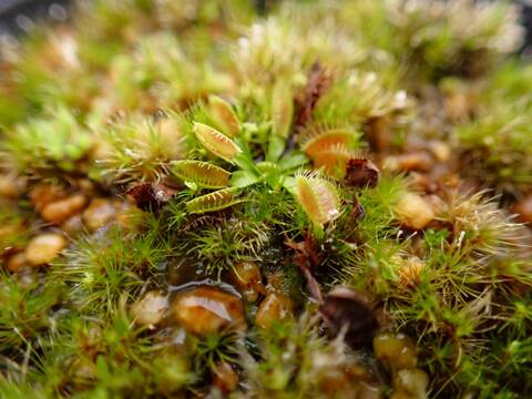 G830 5-2 Dionaea muscipula "FTS Mirror x Mirror" CK