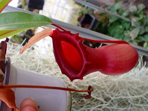 商品一覧 - Y's Exotics （山田食虫植物農園）