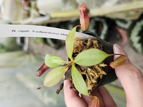Y's Exotics （山田食虫植物農園）